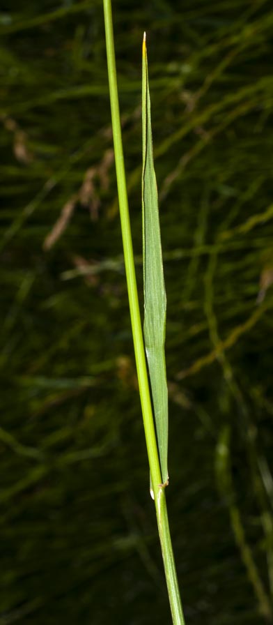 Poaceae